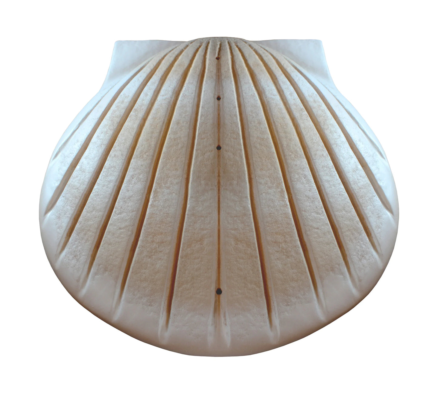 Shell Urn – White Biodegradable Water Burial Urn - Eco Casket Co.