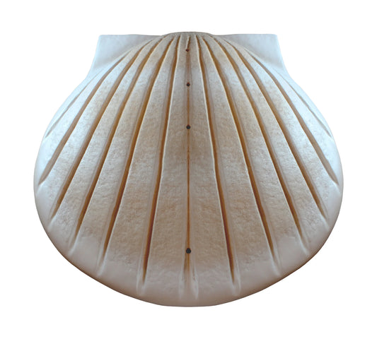 Shell Urn – White Biodegradable Water Burial Urn - Eco Casket Co.